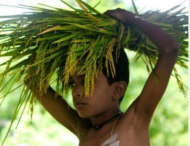 A boy carrying a bundle of freshly cut golden paddy on his head through green fields