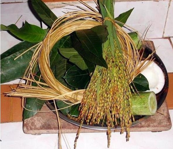 A ritual arrangement of tied golden paddy ears with mango leaves, a coconut and a cut sugarcane segment on a metal plate, prepared for Kadiru Kattuvudu