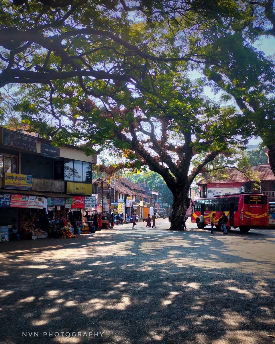 A great shade tree over the bus stand street in Kundapura town