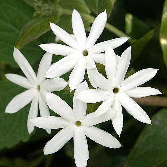 Kunda jasmine