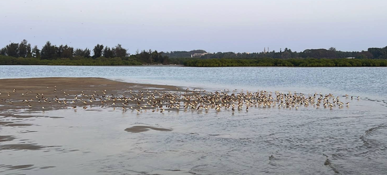 A large flock of wading birds gathered on a sandbar in the estuary at dawn, backed by mangroves