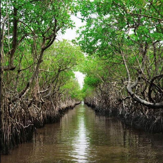 A still mangrove tunnel in the Kundapura backwaters with arching roots and green canopy