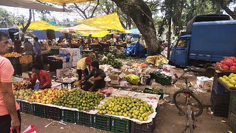A weekly santhe market spread under shade trees and tarpaulins, with crates of green and ripe fruit, vegetables and a parked goods vehicle behind