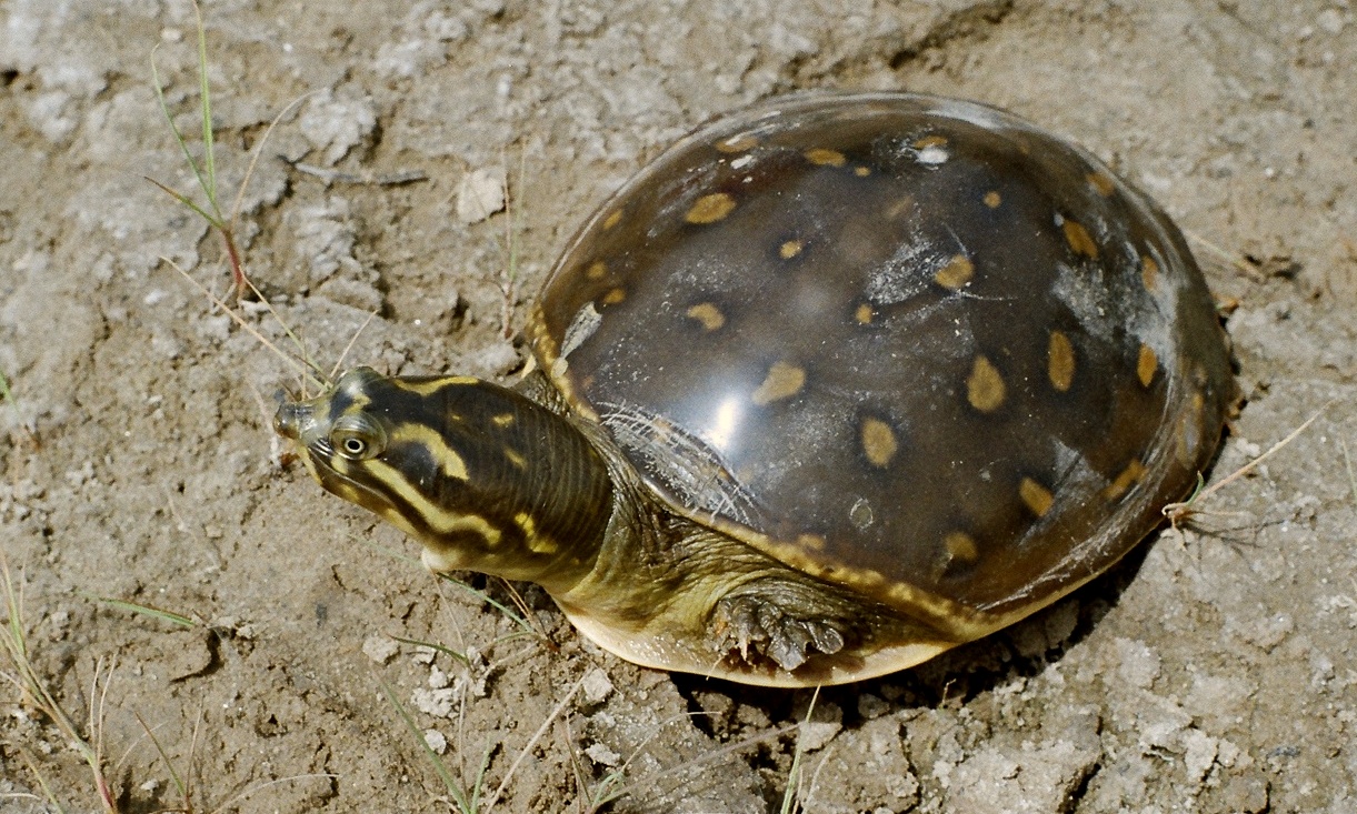 Indian flapshell turtle