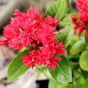 Red ixora flowers