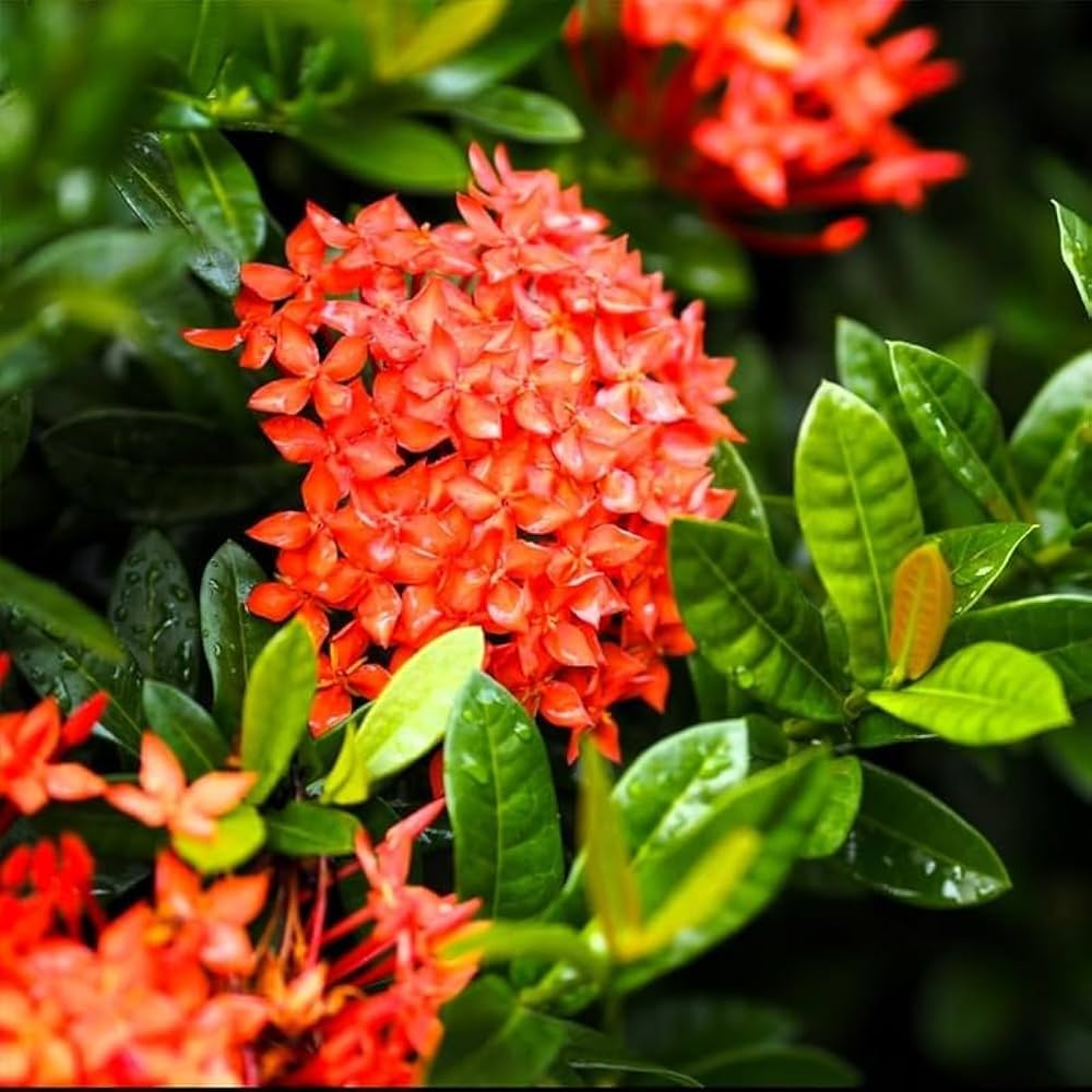 Orange ixora flowers