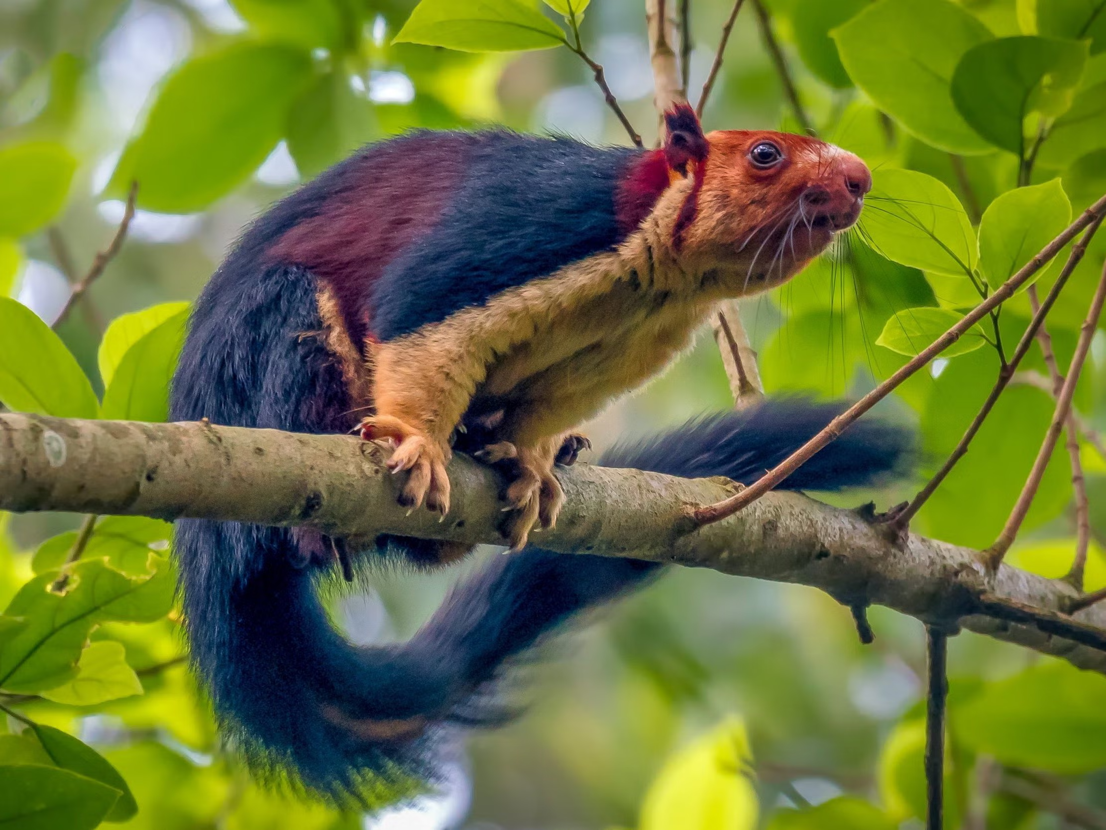 Malabar giant squirrel