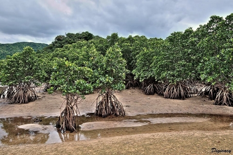 Rhizophora mangroves