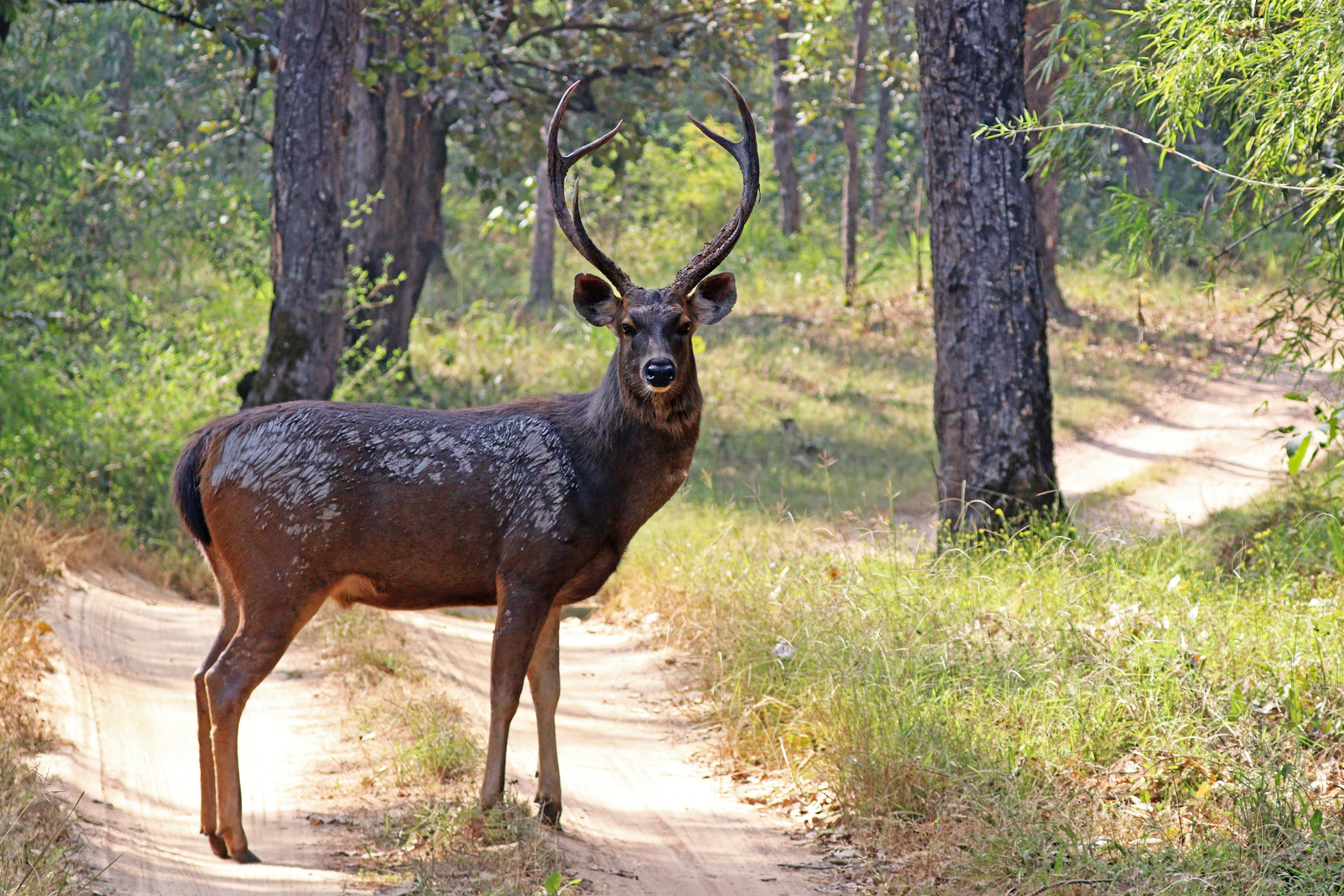 Sambar deer