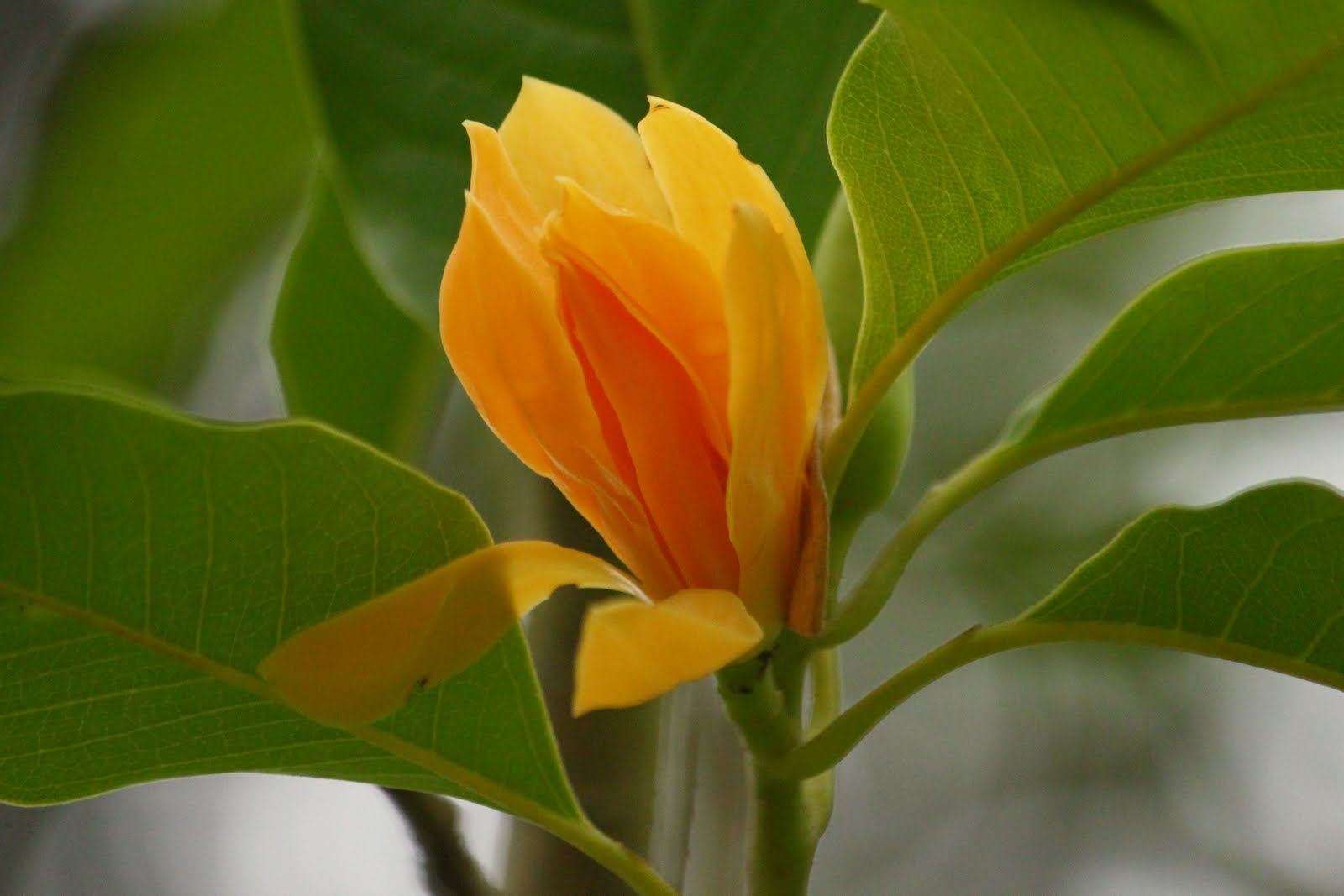 Sampige (Magnolia champaca)