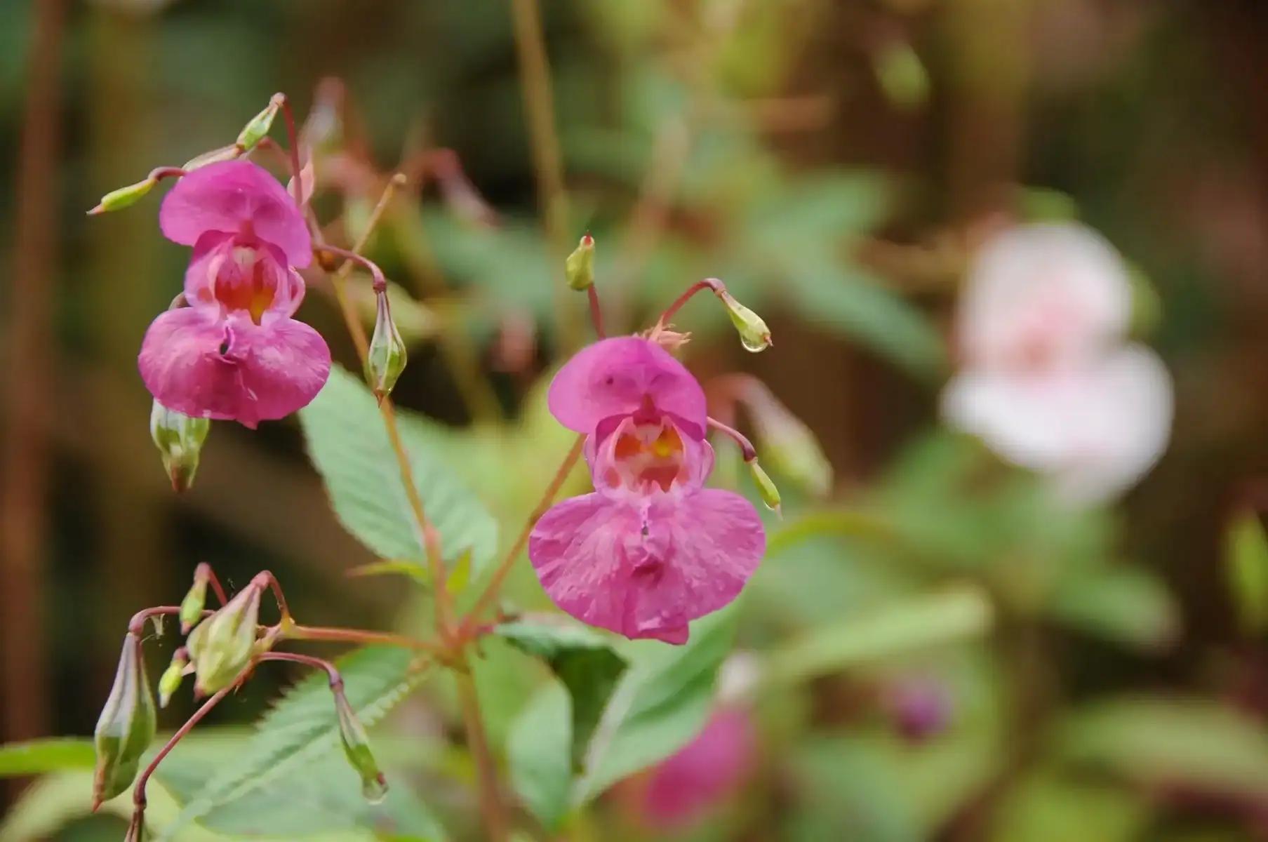 Wild balsam monsoon flower